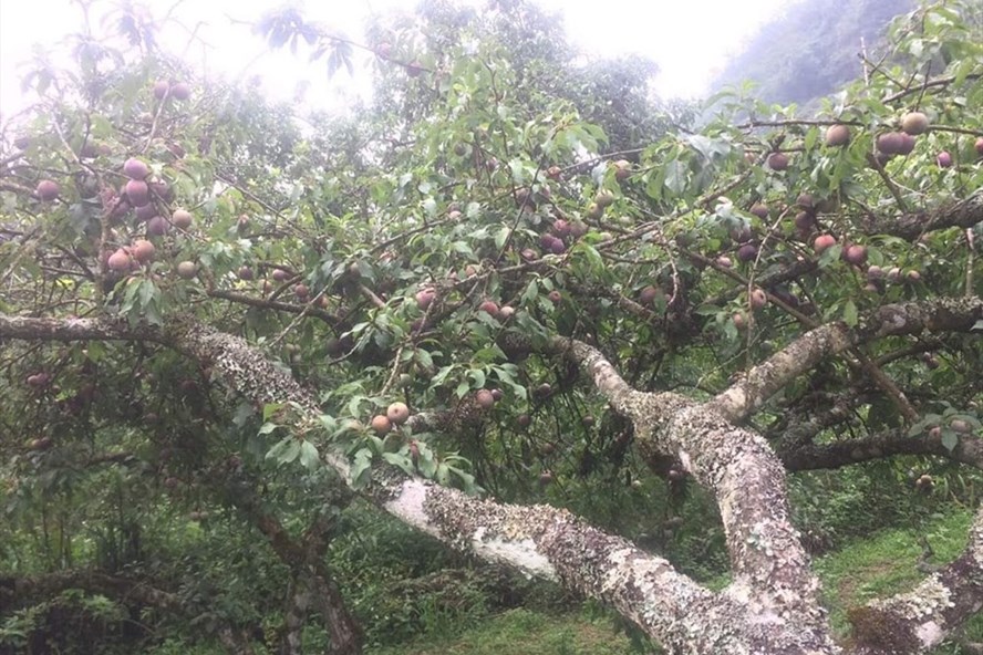 Mùa mận chín nơi 